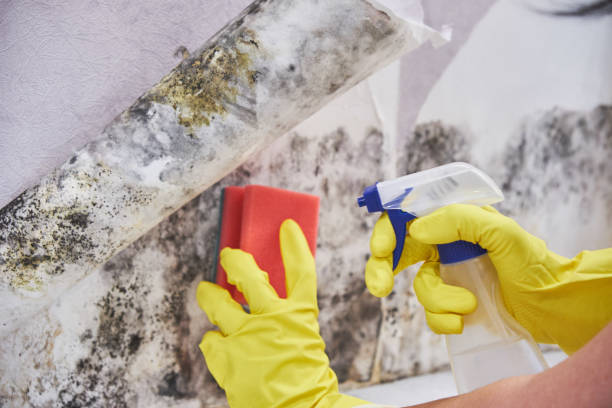 Best Environmental Consulting for Mold Prevention in Cheswold, DE